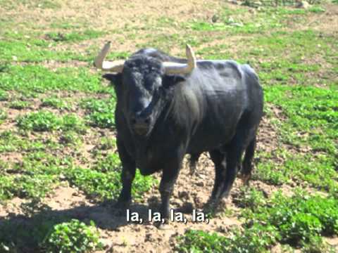 Busco activo toro – 142662